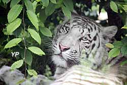 Domaine des fauves - tigre blanc