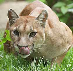 Domaine des fauves - puma