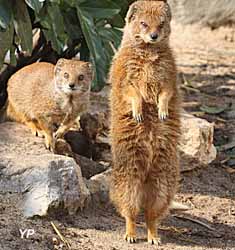 Domaine des fauves - mangoustes