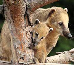 Domaine des fauves - maman coati et son petit