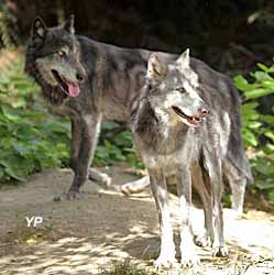 Domaine des fauves - loups canadiens