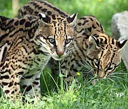 Domaine des fauves - couple d'ocelots
