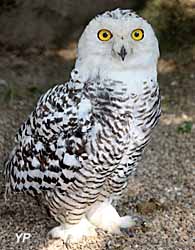 Domaine des fauves - harfang des neiges