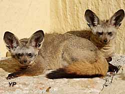 Domaine des fauves - couple d'otocyons
