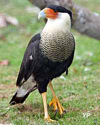 Domaine des fauves - caracara