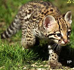 Domaine des fauves - bébé ocelot