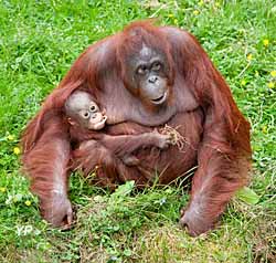 Zoo du Bassin d'Arcachon