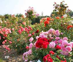 Parc Floral - roseraie
