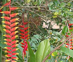 Ecomusée Creoleart de la Guadeloupe - heliconia pendulaire