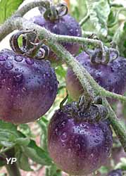 Solanum lycopersicum 'Blue Osu'