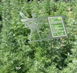 Jardin Secret de la Fée Verte - plante d’absinthe