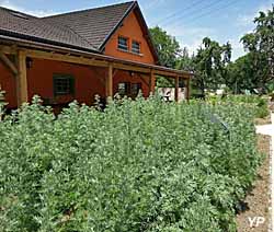 Jardin Secret de la Fée Verte - plante d’absinthe