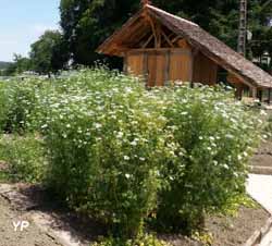 Jardin Secret de la Fée Verte - plante d’absinthe