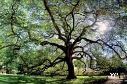 Parc animalier et botanique de Branféré - platane