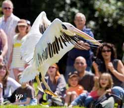 Parc animalier et botanique de Branféré - spectacle d'oiseaux