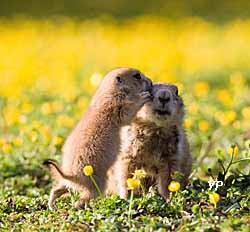 Parc animalier et botanique de Branféré - chiens de prairie