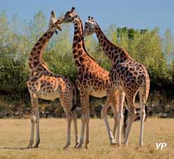 Parc animalier et botanique de Branféré - girafes