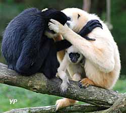 Parc animalier et botanique de Branféré - gibbons