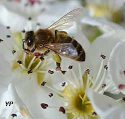 Musée du miel - abeille butinant sur un arbre fruitier