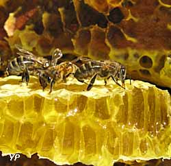 Musée du miel - abeille et miel