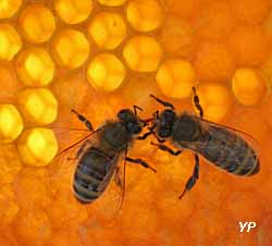 Musée du miel - abeilles