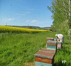 Musée du miel - rucher sur un champ de colza
