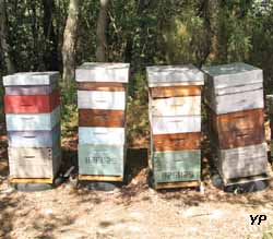 Musée du miel - ruches du musée du miel