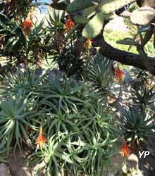 Jardin Exotique de Monaco