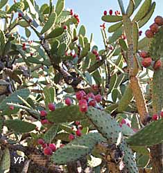 Jardin Exotique de Monaco