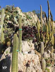 Jardin Exotique de Monaco