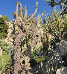 Jardin Exotique de Monaco