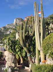 Jardin Exotique de Monaco - neobuxbaumia polylopha