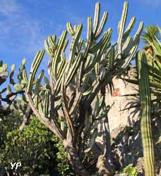 Jardin Exotique de Monaco - polaskia chende