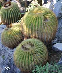 Jardin Exotique de Monaco