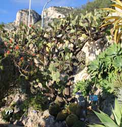 Jardin Exotique de Monaco