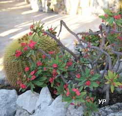 Jardin Exotique de Monaco - euphorbia milii