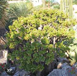 Jardin Exotique de Monaco - crassula ovata