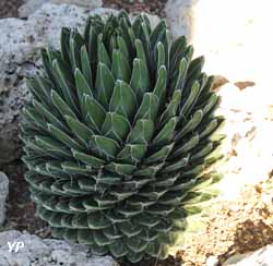 Jardin Exotique de Monaco - agave victoria reginae
