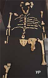 Musée d'Anthropologie Préhistorique - Lucy, fossile d'australopithèque découvert par Yves Coppens (reproduction)