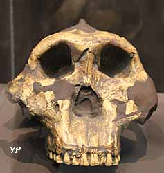 Musée d'Anthropologie Préhistorique - crâne d'australopithèque