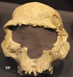 Musée d'Anthropologie Préhistorique - crâne d'homo habilis