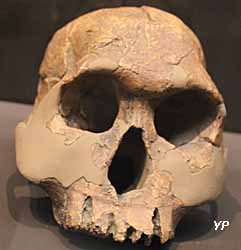 Musée d'Anthropologie Préhistorique - crâne d'homo georgicus
