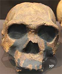 Musée d'Anthropologie Préhistorique - crâne d'homo erectus