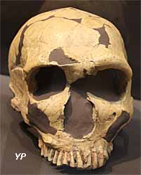Musée d'Anthropologie Préhistorique - crâne de Neanderthal