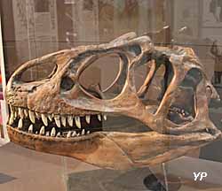 Musée d'Anthropologie Préhistorique - crâne d'Allosaure
