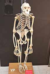 Musée d'Anthropologie Préhistorique - squelette de chimpanzé
