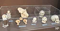 Musée d'Anthropologie Préhistorique - squelette de chimpanzé