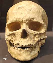Musée d'Anthropologie Préhistorique - crâne d'homo sapiens
