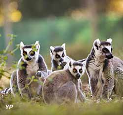 Zoo de Labenne - lémuriens