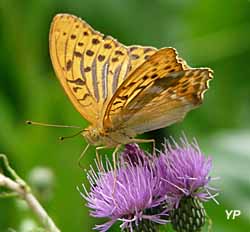 Musée Promenade - papillon